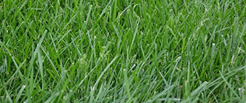Kentucky 31 K31 Tall Fescue Grass Seed by Eretz, State Certified, 3lbs V558812