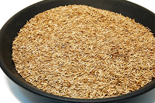 Kentucky 31 K31 Tall Fescue Grass Seed by Eretz, State Certified, 3lbs V558812