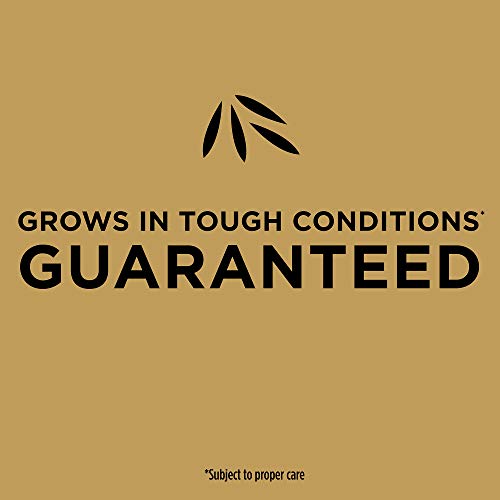 Scotts EZ Seed Patch & Repair Tall Fescue Lawns 10 lb. B1626