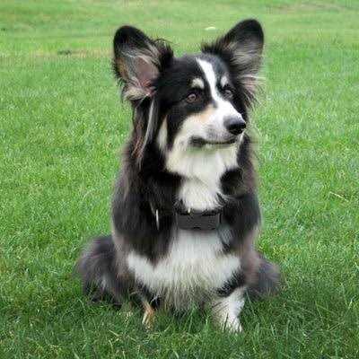 Dogtra YS600 No Bark Collar W4050