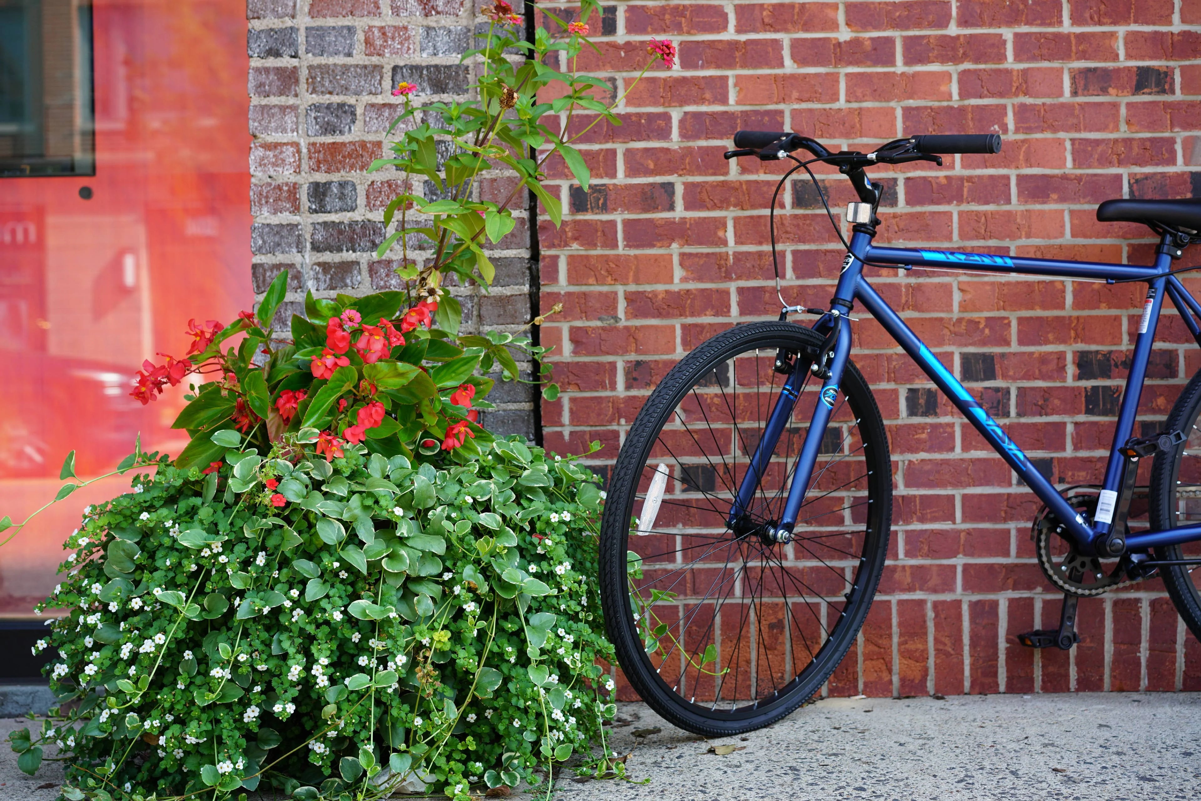 Kent 700c Thruster Fixie Men's Bike Blue P641