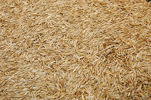 Kentucky 31 K31 Tall Fescue Grass Seed by Eretz, State Certified, 3lbs V558812