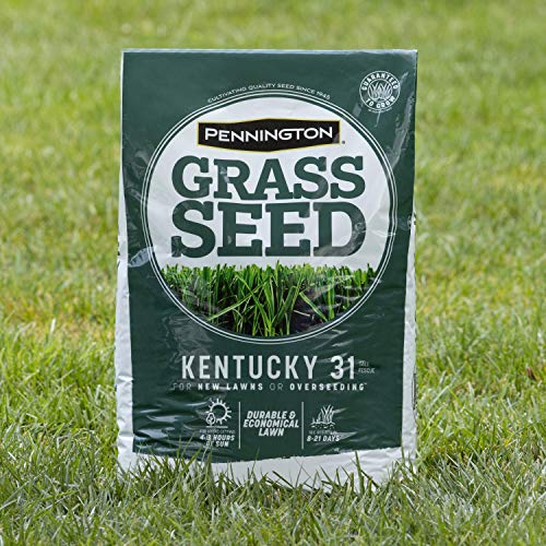 Pennington Kentucky 31 Tall Fescue Penkoted Grass Seed 40 lbs V4063