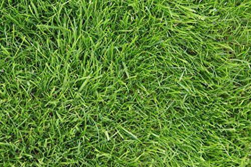 Kentucky 31 K31 Tall Fescue Grass Seed by Eretz, State Certified, 3lbs V558812