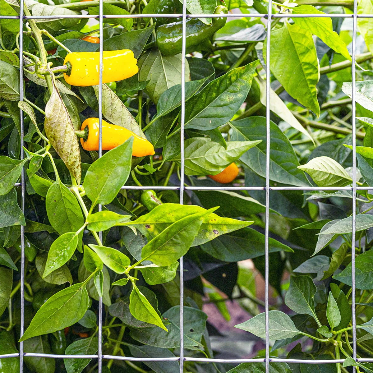Garden Craft 36in H x 50ft L Galvanized Steel Welded Wire Fence C9971