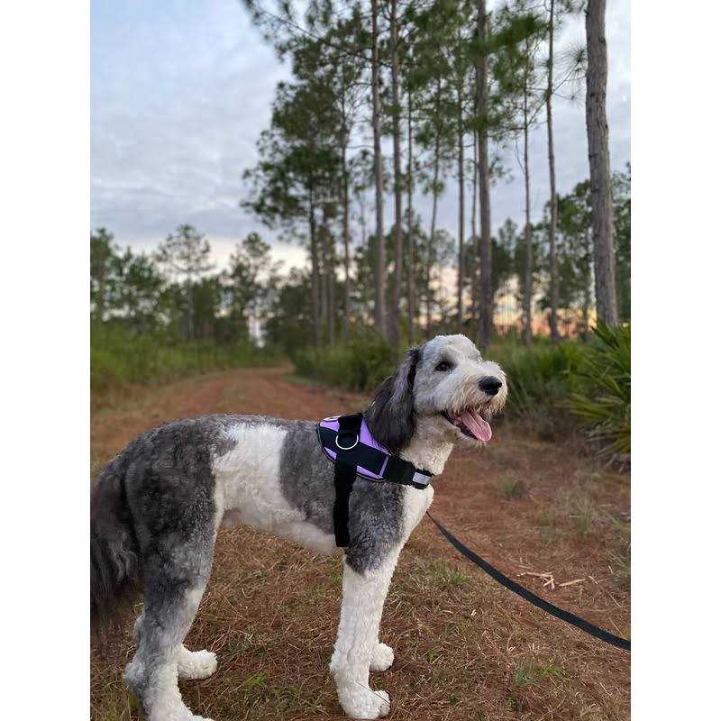 ShawnCo Essential Dog Harness, No-Pull Reflective Pet Vest O9205