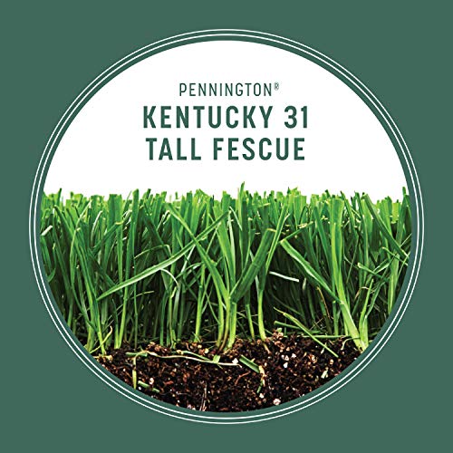 Pennington Kentucky 31 Tall Fescue Penkoted Grass Seed 40 lbs V4063
