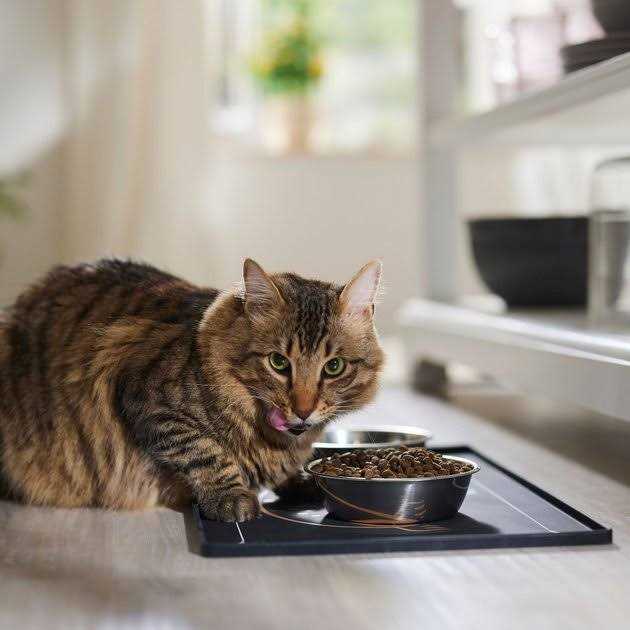 Farmina N&D Prime Grain Free Cat Food Lamb & Blueberry F1359