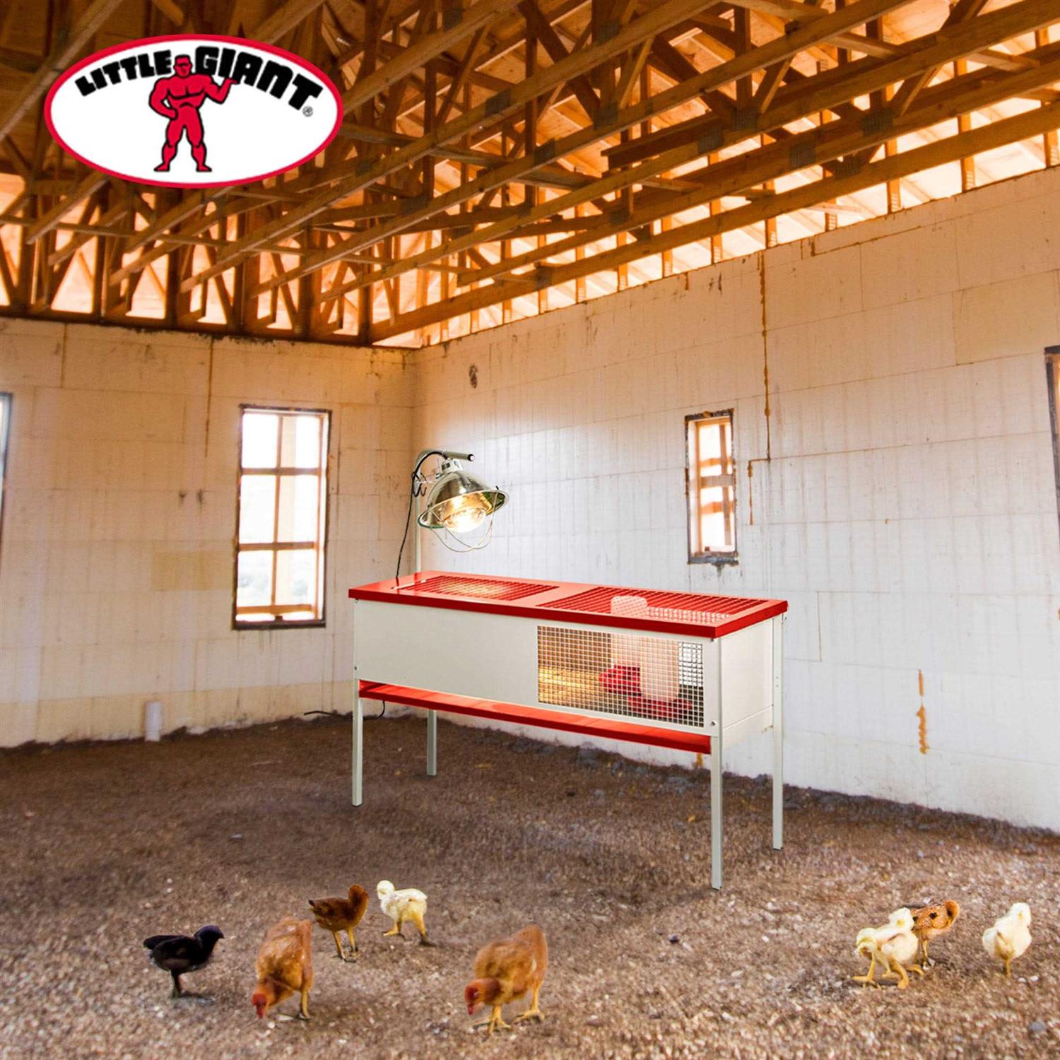 Little Giant Galvanized Chick Brooder Box D486