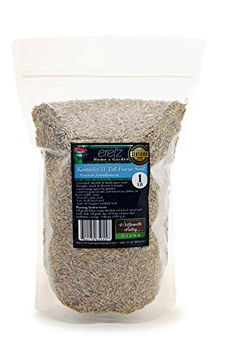 Kentucky 31 K31 Tall Fescue Grass Seed by Eretz, State Certified, 3lbs V558812