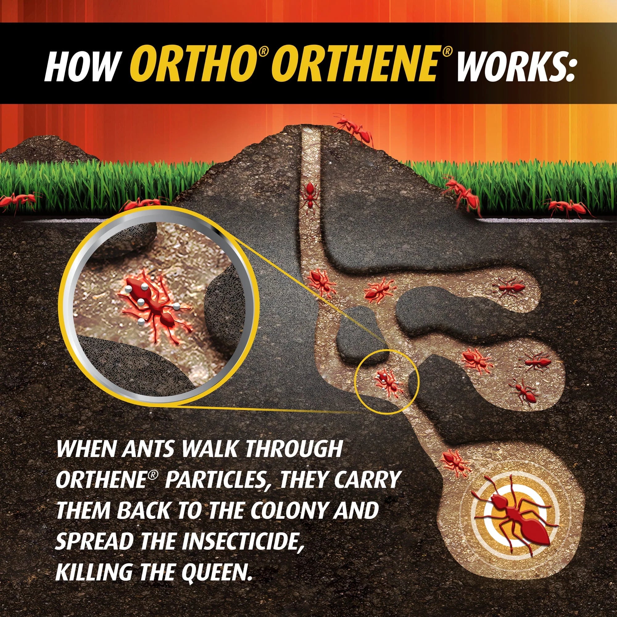 Ortho Orthene Fire Ant Killer, 12 oz. W4168