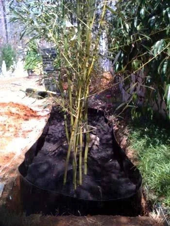 Bamboo Shield 50 ft x 24 in x 60 Mil Bamboo Root Barrier W78453