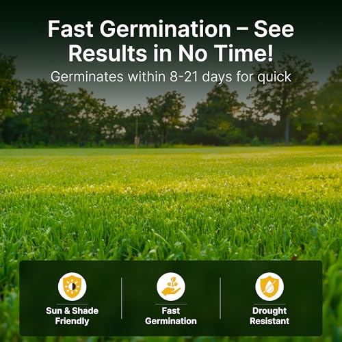 Sun and Shade Tall Fescue Grass Seed Mix, Drought Resistant X46056