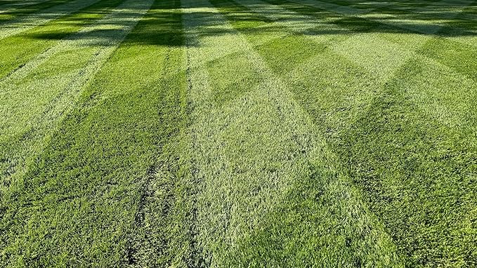 Titan RX Sun and Shade Turf-Type Tall Fescue Grass Seed, 10 lbs S496