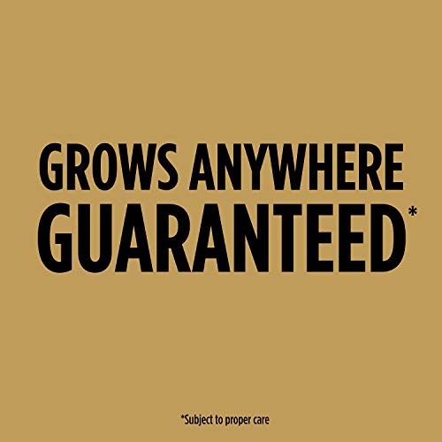 Scotts EZ Seed Patch & Repair Tall Fescue Lawns 10 lb. B1626