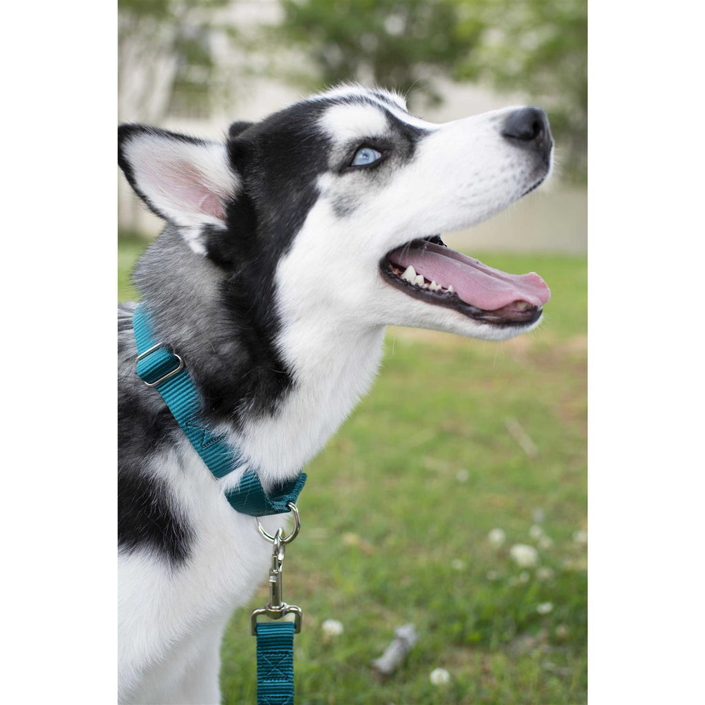 Country Brook Petz Martingale Nylon Dog Collar L4803