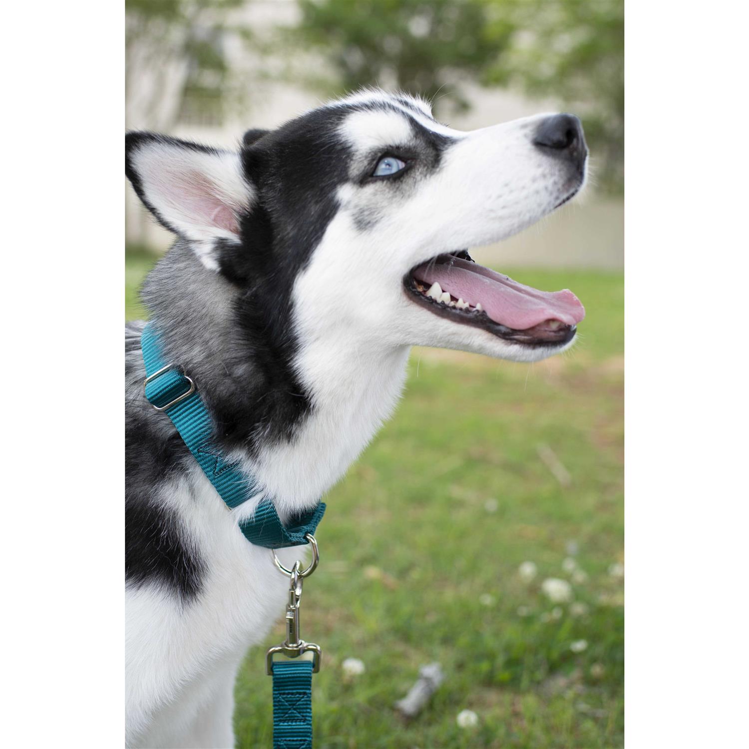 Country Brook Petz Martingale Nylon Dog Collar L4803