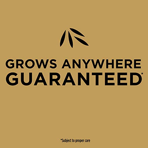 Scotts EZ Seed Patch & Repair Tall Fescue Lawns 10 lb. B1626